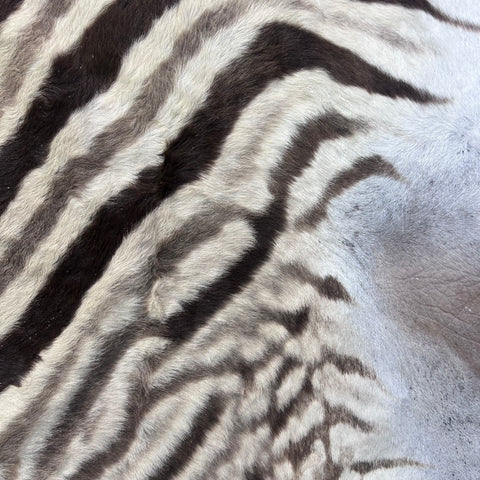 Real Zebra Skin Rug Hide # 55 Size: 6X6 feet Genuine Burchells Zebra Hide