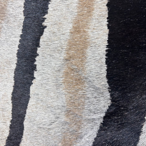 Genuine Zebra Cowhide Rug (center is a bit grey) Size: 7x5.7 feet D-772