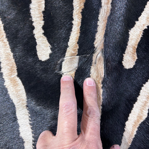 Genuine Zebra Cowhide Rug (center is a bit grey) Size: 7x5.7 feet D-772