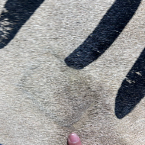 Distressed Zebra Print Cowhide Rug Size: 7.7x6 feet J-110
