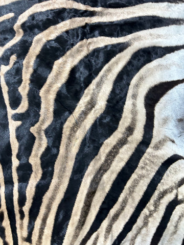 Zebra Skin Rug # 13 (Tail is 31" / PERFECT QUALITY! / Wide neck) Size: 8x6 feet