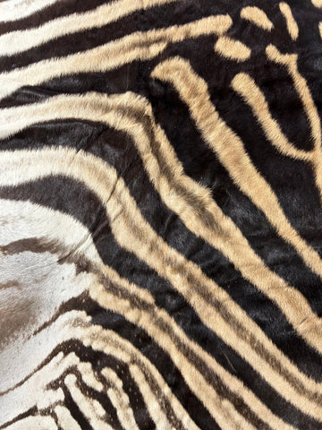 Zebra Skin Rug # 14 (felted/Tail is 33"/Nice Quality) Size: 7.2x6.2 feet