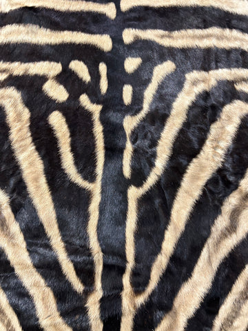 Zebra Skin Rug # 14 (felted/Tail is 33"/Nice Quality) Size: 7.2x6.2 feet