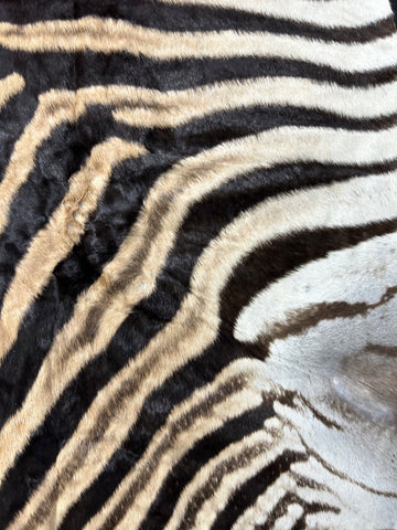 Zebra Skin Rug # 14 (felted/Tail is 33"/Nice Quality) Size: 7.2x6.2 feet