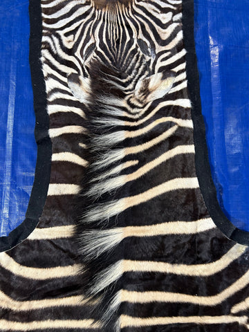 Zebra Skin Rug # 14 (felted/Tail is 33"/Nice Quality) Size: 7.2x6.2 feet