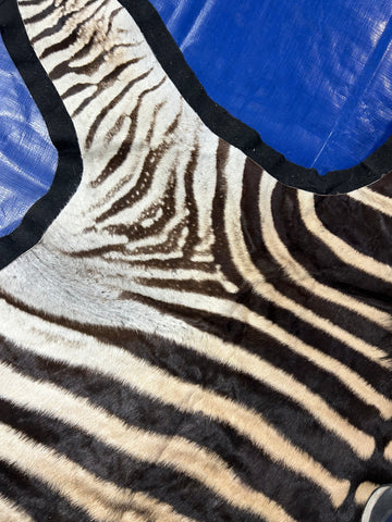 Zebra Skin Rug # 14 (felted/Tail is 33"/Nice Quality) Size: 7.2x6.2 feet