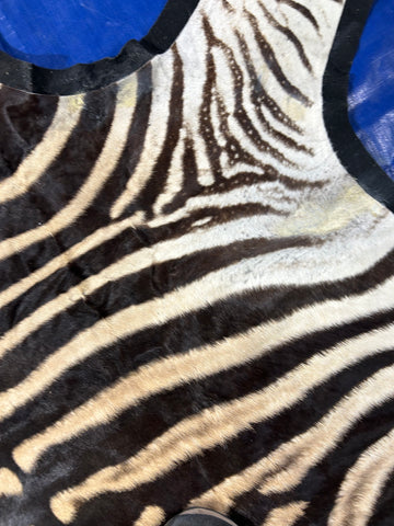 Zebra Skin Rug # 14 (felted/Tail is 33"/Nice Quality) Size: 7.2x6.2 feet