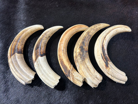 Warthog tusk, Pig Tusk, Natural Warthog Tusk -  1 tusk