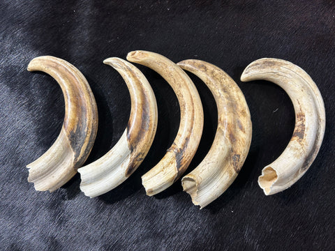 Warthog tusk, Pig Tusk, Natural Warthog Tusk -  1 tusk