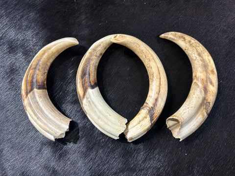 Warthog tusk, Pig Tusk, Natural Warthog Tusk -  1 tusk