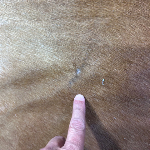 Hereford Cowhide Rug (45 sq ft) Size: 7x7.2 feet Colombia-24