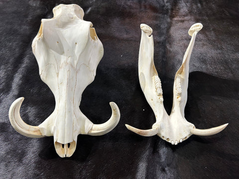 African Pig Skull - Real Wild Pig Natural Cranium Approximate Size: 15x9.5x8.5"