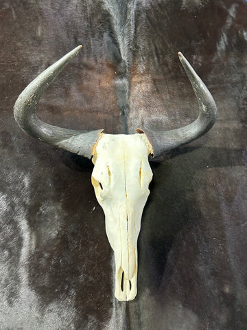 Gnu Skull , Real Wildebeest Skull, Wildebeest Skull + Antelope Horns