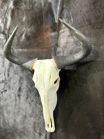 Gnu Skull , Real Wildebeest Skull, Wildebeest Skull + Antelope Horns