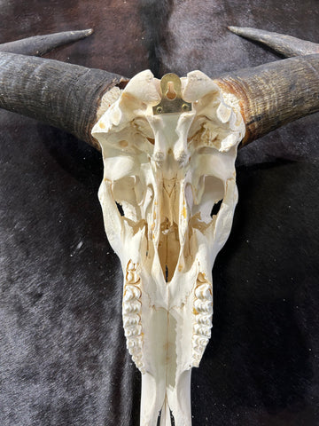 Gnu Skull , Real Wildebeest Skull, Wildebeest Skull + Antelope Horns