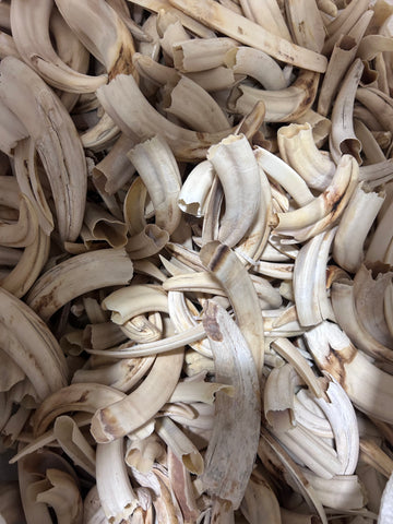 Warthog Tusks- 29 lbs of Assorted Warthog Tusks - Natural Common Warthog Teeth
