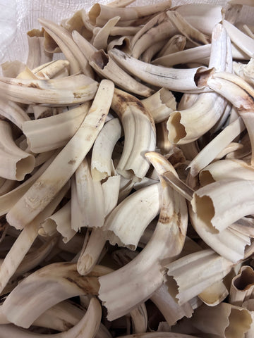 Warthog Tusks- 29 lbs of Assorted Warthog Tusks - Natural Common Warthog Teeth
