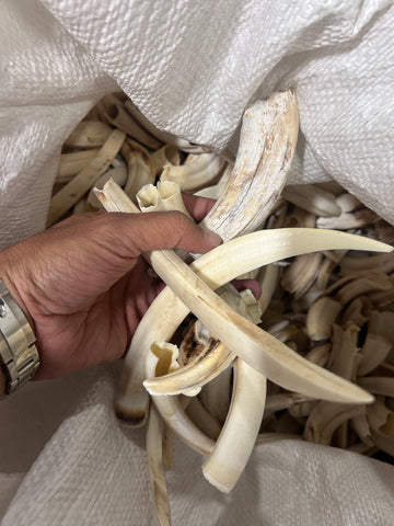 Warthog Tusks- 29 lbs of Assorted Warthog Tusks - Natural Common Warthog Teeth