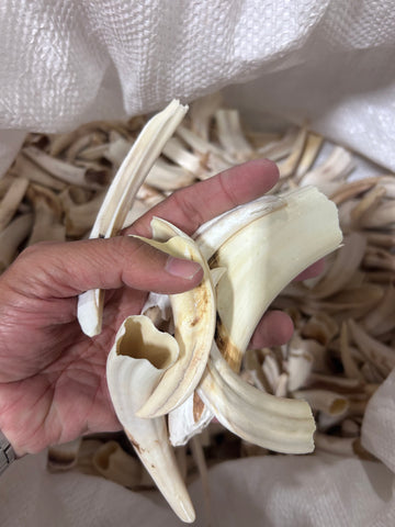 Warthog Tusks- 29 lbs of Assorted Warthog Tusks - Natural Common Warthog Teeth