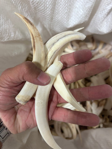 Warthog Tusks- 29 lbs of Assorted Warthog Tusks - Natural Common Warthog Teeth