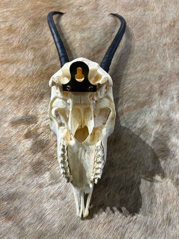Female Springbok Skull - Deer Skull - Real African Antelope Horns - African Springbok Antelope Skull Approx Size: 15HX9WX5D inches