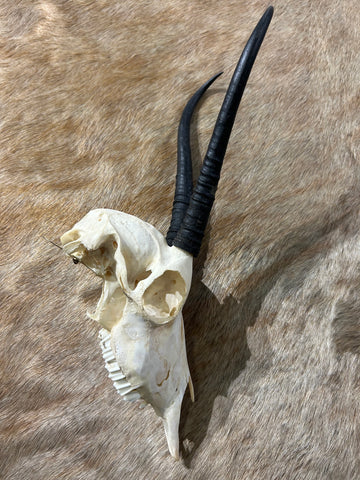 Female Springbok Skull - Deer Skull - Real African Antelope Horns - African Springbok Antelope Skull Approx Size: 15HX9WX5D inches