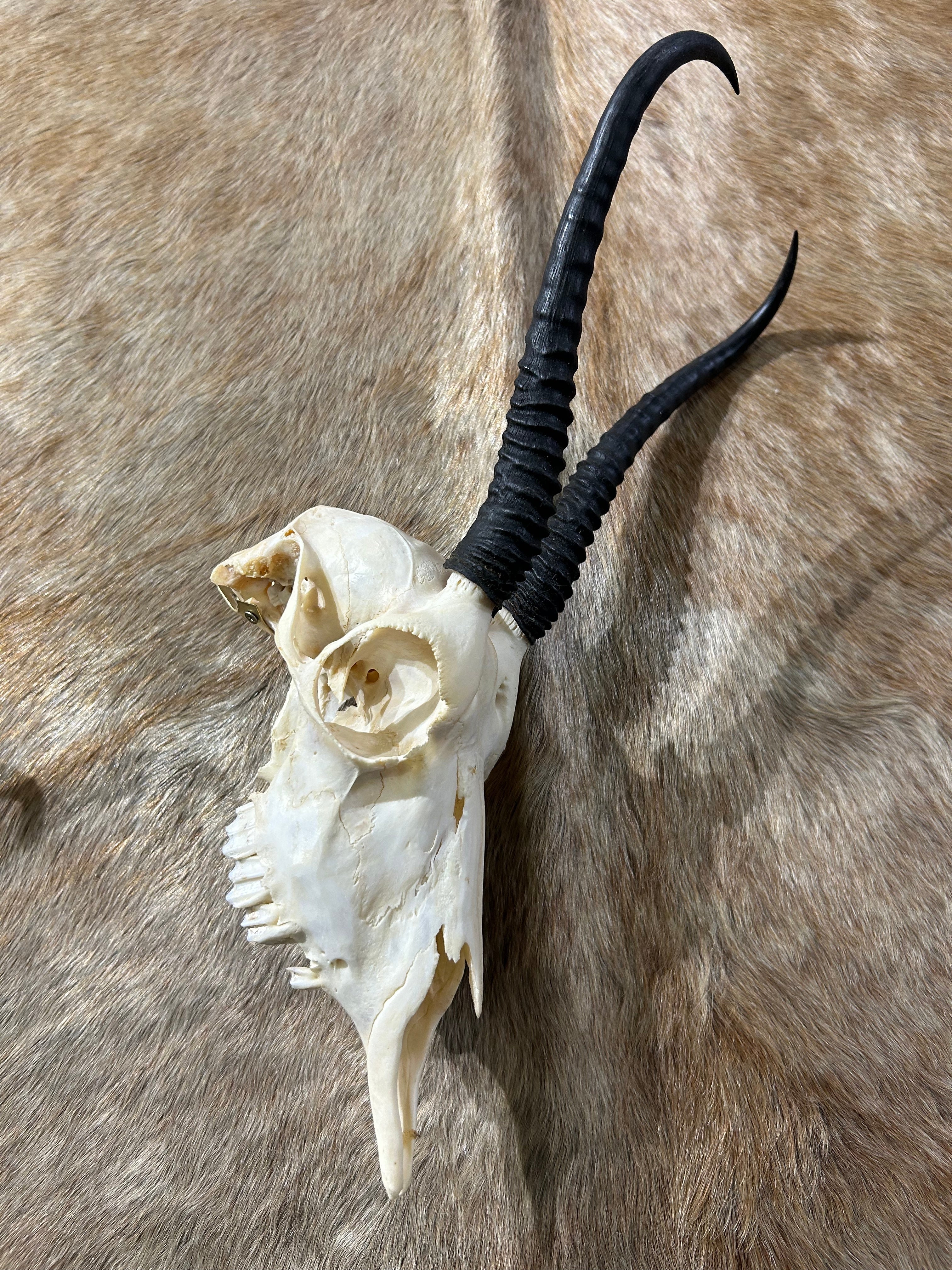 Springbok Complete Skeleton Springbok Full Skull – Cowhides USA