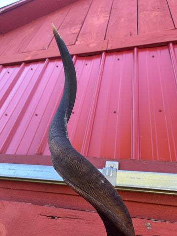 Huge Real Kudu Skull African Antelope Horn + Skull (Huge horns are around 55 inches measured around the curls)