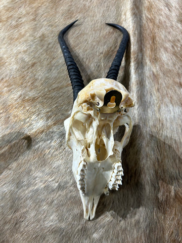 Female Springbok Skull - Deer Skull - Real African Antelope Horns - African Springbok Antelope Skull Approx Size: 15HX9WX5D inches