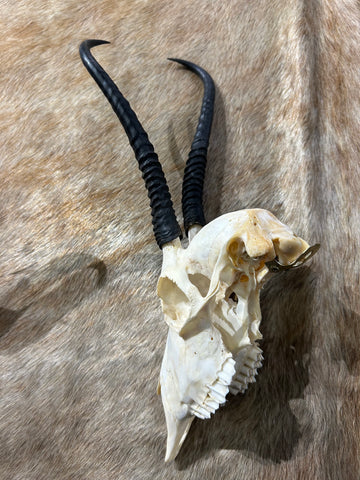 Female Springbok Skull - Deer Skull - Real African Antelope Horns - African Springbok Antelope Skull Approx Size: 15HX9WX5D inches