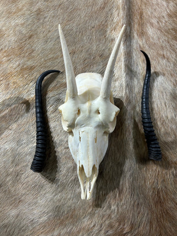 Female Springbok Skull - Deer Skull - Real African Antelope Horns - African Springbok Antelope Skull Approx Size: 15HX9WX5D inches