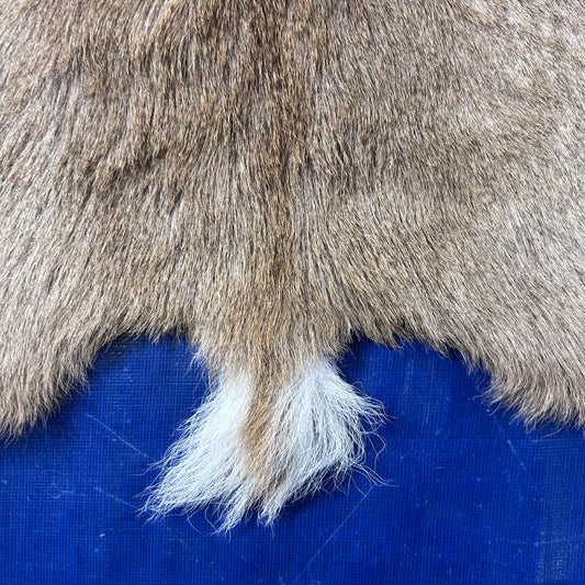 Mountain Reedbuck Skin Size: 34x28" D-794