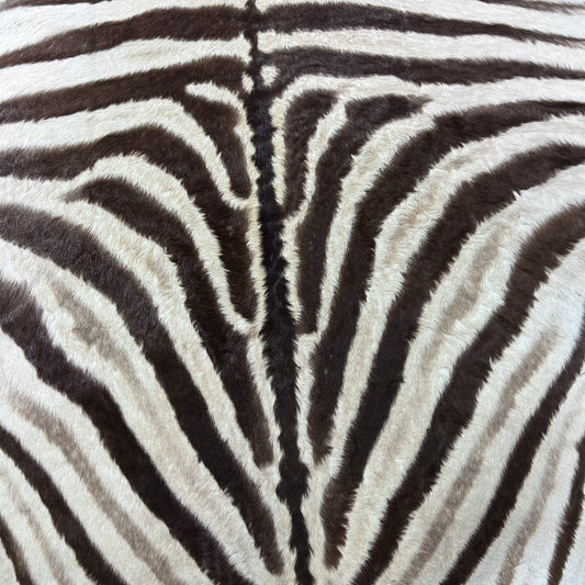 Real Zebra Back Skin # 82 (stripes are brown/Tail is 27") Size: 7x7 feet Genuine
