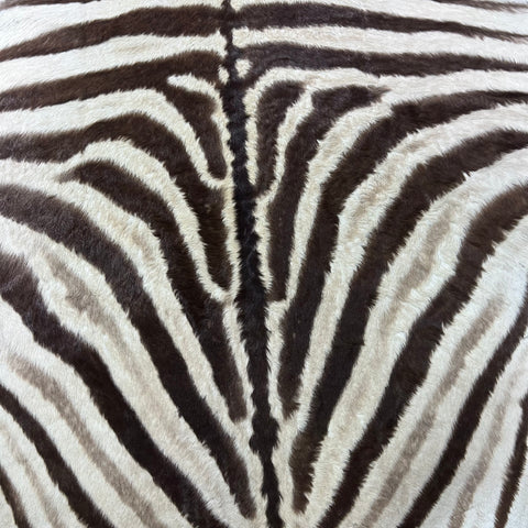 Real Zebra Back Skin # 82 (stripes are brown/Tail is 27") Size: 7x7 feet Genuine