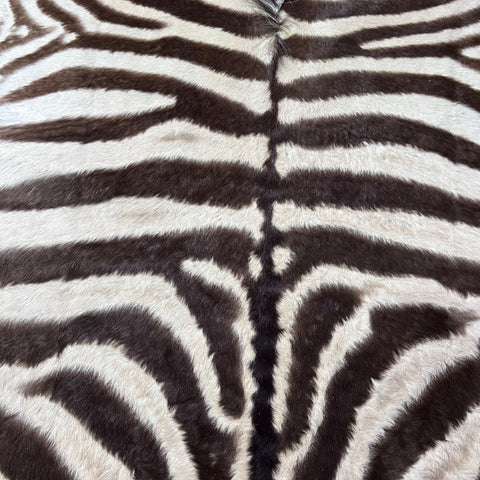 Real Zebra Back Skin # 82 (stripes are brown/Tail is 27") Size: 7x7 feet Genuine