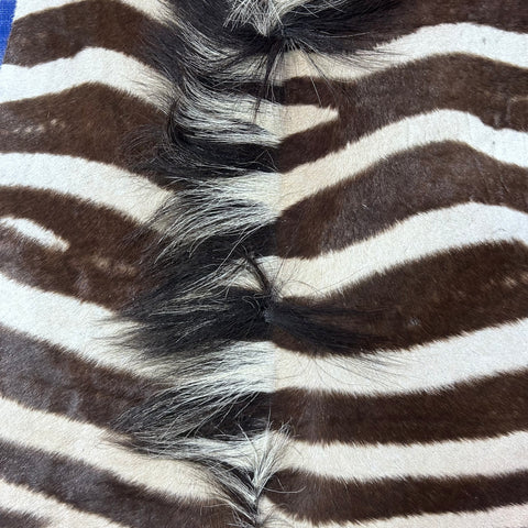 Real Zebra Back Skin # 82 (stripes are brown/Tail is 27") Size: 7x7 feet Genuine