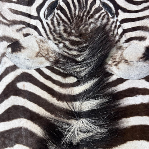 Real Zebra Back Skin # 82 (stripes are brown/Tail is 27") Size: 7x7 feet Genuine