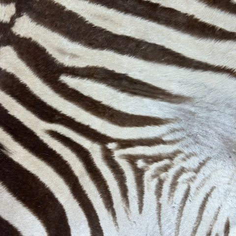 Real Zebra Back Skin # 82 (stripes are brown/Tail is 27") Size: 7x7 feet Genuine