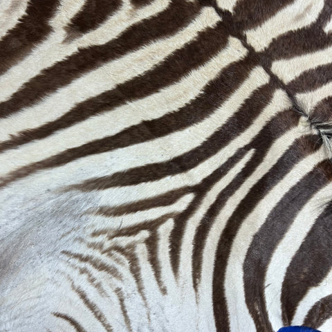 Real Zebra Back Skin # 82 (stripes are brown/Tail is 27") Size: 7x7 feet Genuine