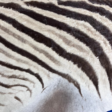 Real Zebra Back Skin # 82 (stripes are brown/Tail is 27") Size: 7x7 feet Genuine