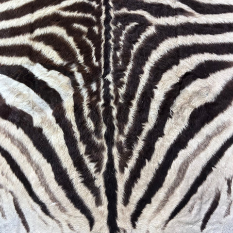 Felted Real Zebra Skin Rug # 83 (Tail is 24") Size: 6x5 feet Burchells Zebra