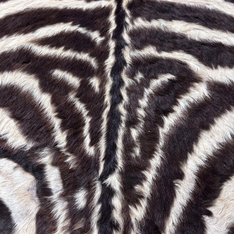 Felted Real Zebra Skin Rug # 83 (Tail is 24") Size: 6x5 feet Burchells Zebra