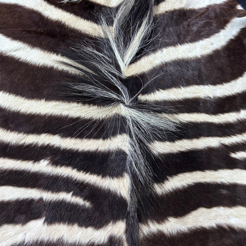 Felted Real Zebra Skin Rug # 83 (Tail is 24") Size: 6x5 feet Burchells Zebra