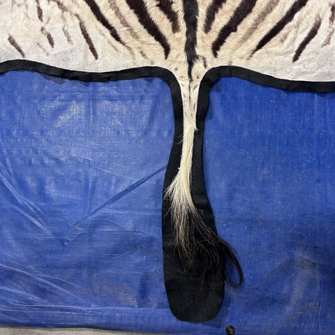 Felted Real Zebra Skin Rug # 83 (Tail is 24") Size: 6x5 feet Burchells Zebra