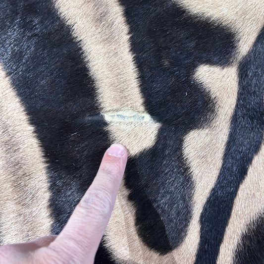 Real Zebra Skin Rug Hide # 34 Size: 8 X 7 feet - FREE ZEBRA PILLOW CASE