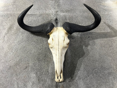 Wildebeest Skull - Real Wildebeest Skull African Antelope Horns + Skull/ Gnu Skull / Blue Wildebeest Skull