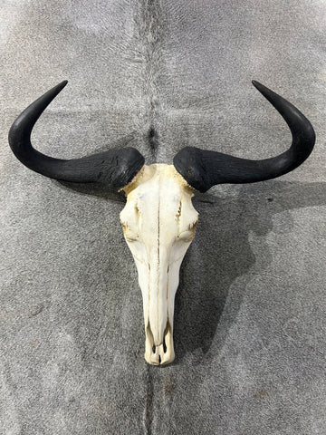 Wildebeest Skull - Real Wildebeest Skull African Antelope Horns + Skull/ Gnu Skull / Blue Wildebeest Skull