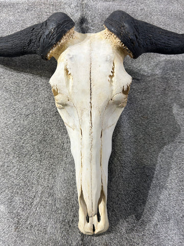 Wildebeest Skull - Real Wildebeest Skull African Antelope Horns + Skull/ Gnu Skull / Blue Wildebeest Skull