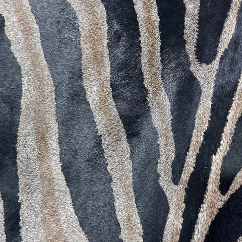 Genuine Zebra Print Cowhide Rug (dark grey background) Size: 7.5x6.2 feet Z-263