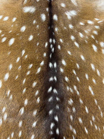 Top Grade Axis Deer Skin (1 tiny hole near edge) Size: 41x33" Axis-734